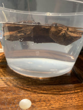 Load image into Gallery viewer, Old East Malaysian agarwood for collection - uthaiagarwood