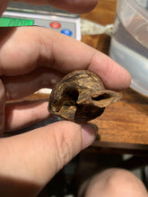 Load image into Gallery viewer, Old Cambodia agarwood for collection - uthaiagarwood