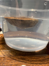 Load image into Gallery viewer, Old East Malaysian agarwood for collection - uthaiagarwood