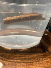 Load image into Gallery viewer, Old East Malaysian agarwood for collection - uthaiagarwood