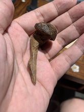 Load image into Gallery viewer, Old East Malaysian agarwood for collection - uthaiagarwood