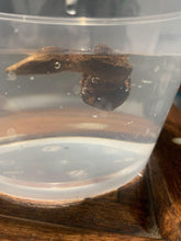 Load image into Gallery viewer, Old East Malaysian agarwood for collection - uthaiagarwood