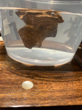 Load image into Gallery viewer, Old East Malaysian agarwood for collection - uthaiagarwood