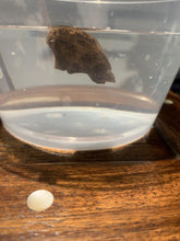 Load image into Gallery viewer, Old East Malaysian agarwood for collection - uthaiagarwood