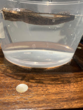 Load image into Gallery viewer, Old Cambodia agarwood for collection - uthaiagarwood