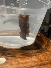 Load image into Gallery viewer, Old Indian agarwood for collection - uthaiagarwood