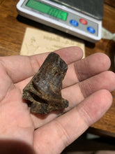 Load image into Gallery viewer, Old Indian agarwood for collection - uthaiagarwood