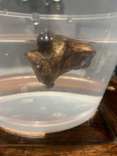 Load image into Gallery viewer, Old Indian agarwood for collection - uthaiagarwood