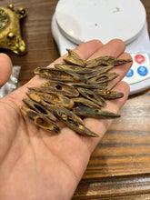 Load image into Gallery viewer, Natural oud from Filipino Lyete underwater