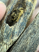 Load image into Gallery viewer, Natural oud from Filipino Lyete underwater