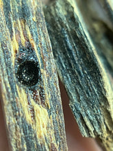 Load image into Gallery viewer, Natural oud from Filipino Lyete underwater