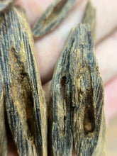 Load image into Gallery viewer, Natural oud from Filipino Lyete underwater
