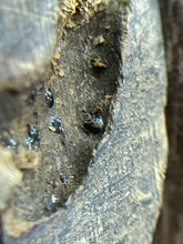 Load image into Gallery viewer, Natural oud from Filipino Lyete underwater