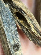 Load image into Gallery viewer, Natural oud from Filipino Lyete underwater
