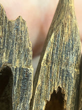 Load image into Gallery viewer, Natural oud from Filipino Lyete underwater