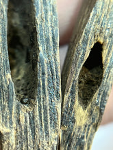Load image into Gallery viewer, Natural oud from Filipino Lyete underwater