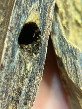 Load image into Gallery viewer, Natural oud from Filipino Lyete underwater
