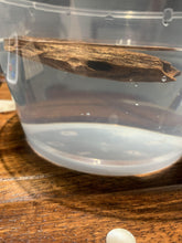 Load image into Gallery viewer, Old west Malaysian agarwood for collection - uthaiagarwood
