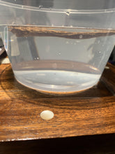 Load image into Gallery viewer, Old west Malaysian agarwood for collection - uthaiagarwood
