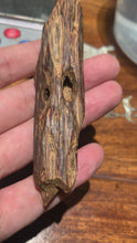 Load and play video in Gallery viewer, Old East Malaysian agarwood for collection
