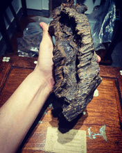 Load image into Gallery viewer, Old Indian agarwood for collection - uthaiagarwood
